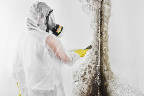 Best Insurance-Related Mold Remediation in Westby, WI